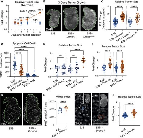 Non Apoptotic Activation Of Drosophila Caspase 2 9 Modulates JNK