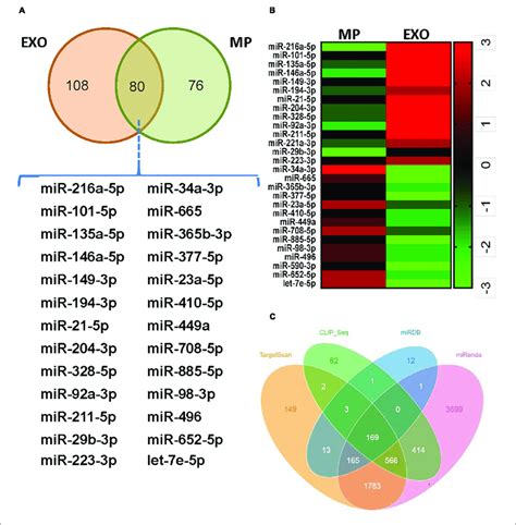 Exosomes From Urine Derived Stem Cells Uscs Exos Are Highly