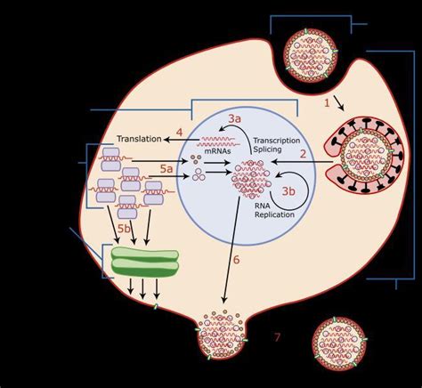 2 Life Cycle Of Influenza Virus Download Scientific Diagram