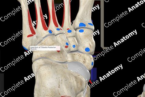 Insertion Of Tibialis Posterior Muscle Complete Anatomy