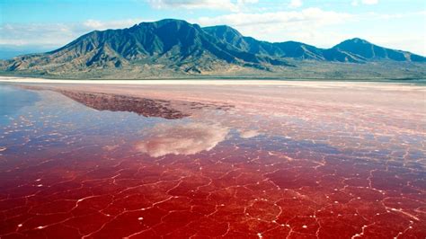 What is Red Tide? – "OCEAN TREASURES" Memorial Library