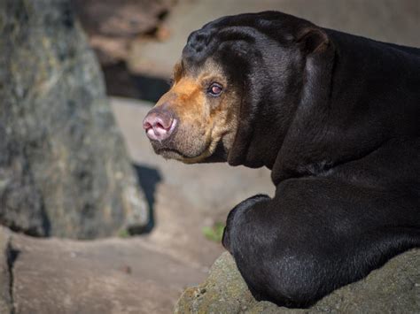 A zoo in China denied that its bears were ‘humans in disguise’ after photos showed one standing ...