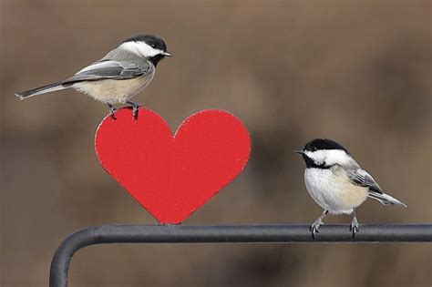 Chickadees In Love Chickadee All You Need Is Love Happy Valentines Day