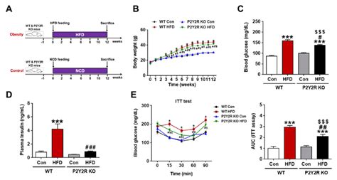 P Y R Deficiency Reduces Insulin Resistance In Hfd Fed Mice A