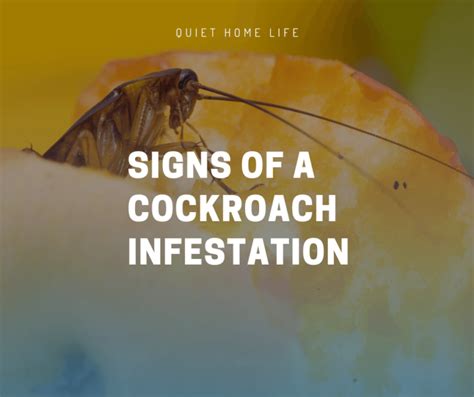 Signs Of A Cockroach Infestation Hints You Should Never Ignore