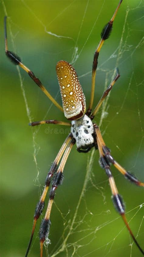 Golden Silk Spider in a Web Stock Photo - Image of natural, insect ...