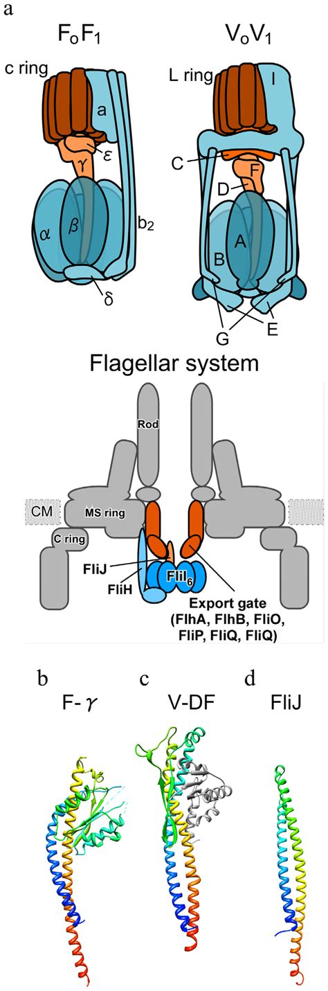 Structure Of Rotary Atpases And Rotors A Schematic Model Of