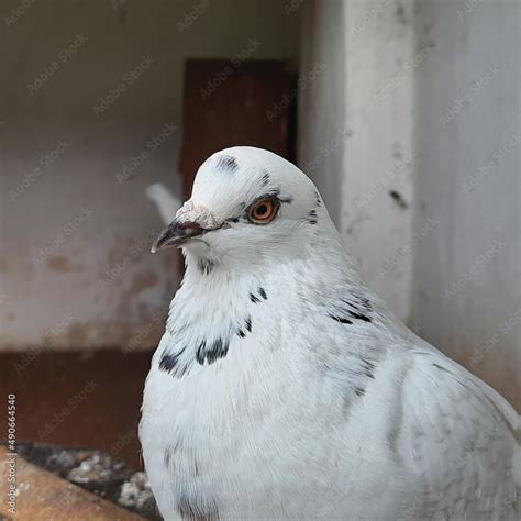 The Racing Homer Pigeon Is A Breed Of Domestic Pigeon And It Is One Of