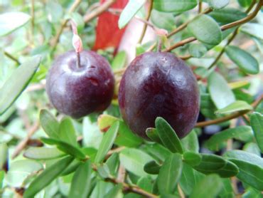 Wildobst Im Eigenen Garten Vaccinium Macrocarpon Early Black