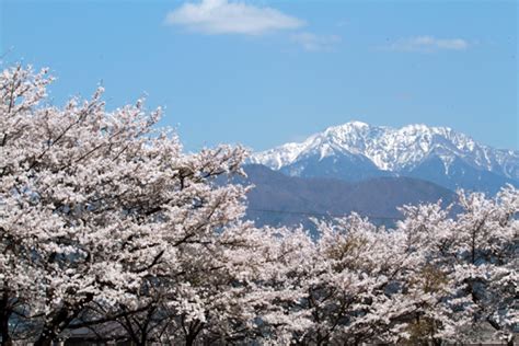 春 信州みやだ観光ガイド 長野県宮田村・木曽駒ヶ岳の観光情報サイト