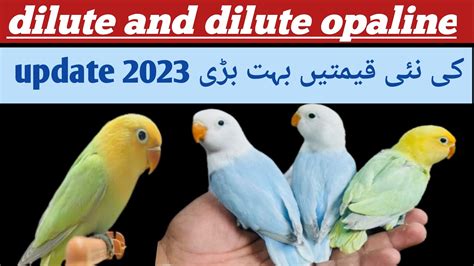 Dilute Lovebird Price In Pakistan I Dilute Opaline Lovebirds Price In