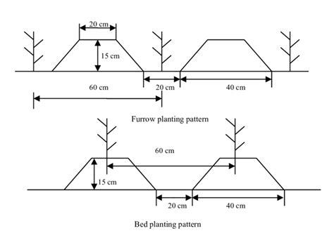 The Schematic Diagram Showing Furrow And Bed Planting Patterns Download Scientific Diagram