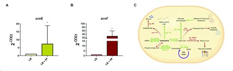 PF Augments Transcriptomic Response Of PYR Metabolism Associated