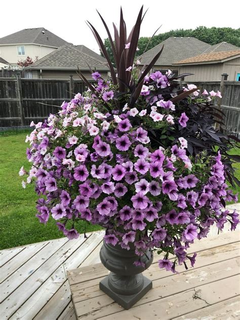 Supertunia Bordeaux Vista Silverberry In Patio Flower Pots