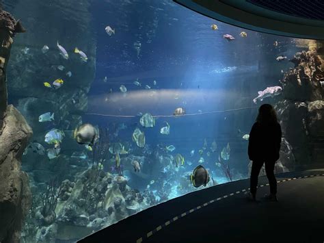 National Marine Aquarium, Plymouth - the UK's largest aquarium