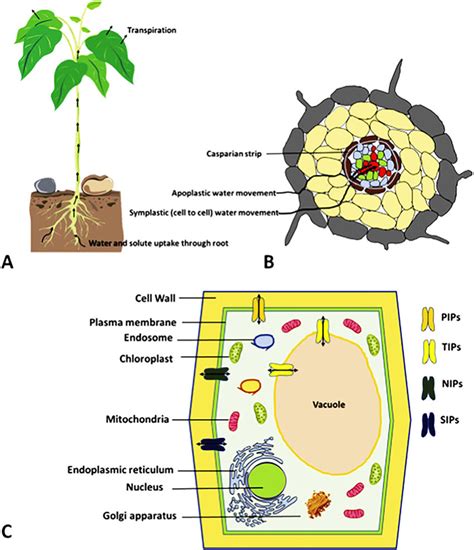 Water Movement Across The Plant From Soil Through Roots And Subcellular