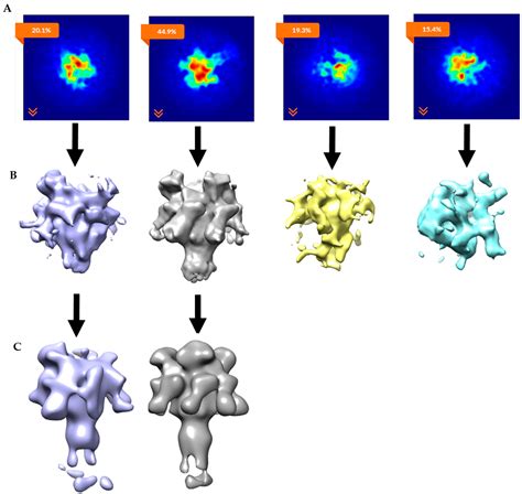 Toxins Free Full Text Asymmetric Cryo EM Structure Of Anthrax Toxin