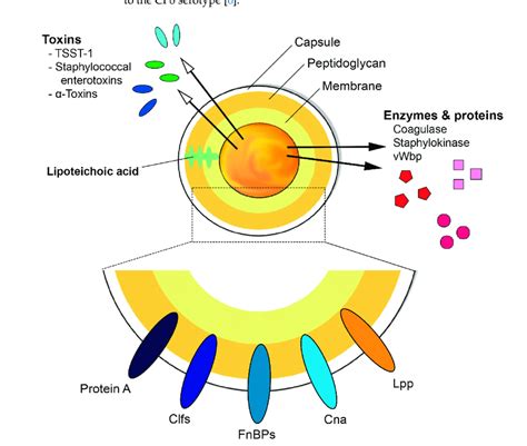 Staphylococcus Aureus Diagram