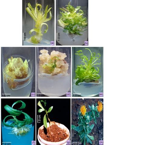 Influence Of Meta Topolin On Efficient Plant Regeneration Via