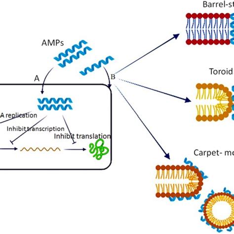 Schematic figure of coronavirus structure | Download Scientific Diagram