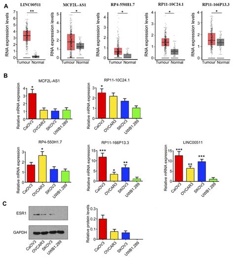 Expression Of Lncrnas In Ov Cancer And Cell Lines A By Using