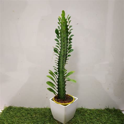 Euphorbia Trigona's Instagram, Twitter & Facebook on IDCrawl