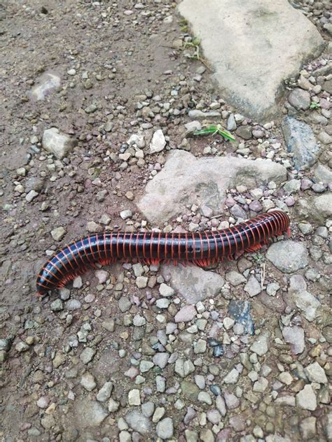 Round Backed Millipedes From El Carmen De Chucur Santander Colombia