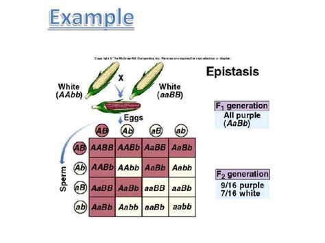 Epistasis