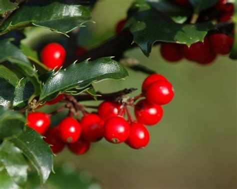 American Holly For Sale | The Tree Center™