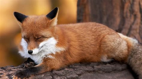 Fox Furry Wallpaper 70 Images