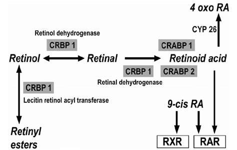 Cellular Retinoid Pathway Ra Retinoic Acid Crabp Cellular Retinoic