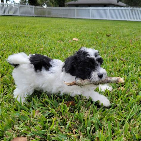 Parker Parti Coat Maltipoo Puppy Male Micheles Puppies And Paws