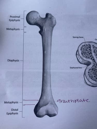 Bones Flashcards Quizlet