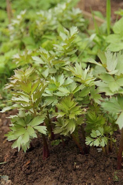 Liebstöckel Maggikraut Levisticum Officinale Günstig Kaufen