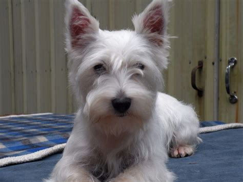 AKC Westie Puppies - Puppies For Sale