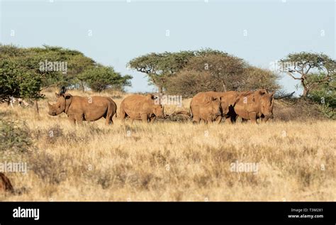 A Group Of White Rhino In Southern African Savanna Stock Photo Alamy