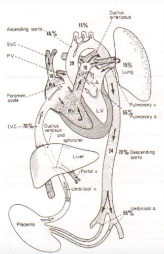 Y1S2 CR4 Peds Cardiology Flashcards Quizlet