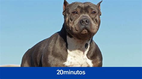 Por Qu Quiere Prohibir Reino Unido La Raza De Perro American Bully Xl