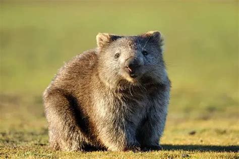 Fun Wombat Facts For Kids Kidadl