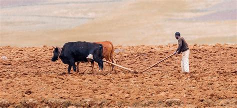 How Africa Can Escape Chronic Food Insecurity Amid Climate Change