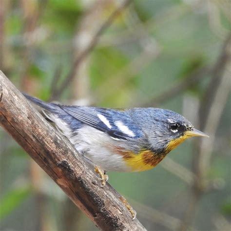 Northern Parula Casa Ana Playa Larga Cuba Jan Mersey Flickr