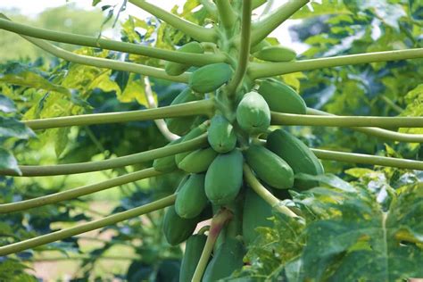 Top 20 Steps To Boost Papaya Yield How To Increase Fruit Size And