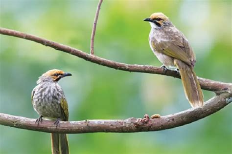 Jenis Burung Yang Gampang Berkicau Dan Paling Gacor Nomor Patut