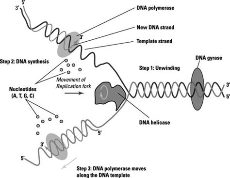 DNA Replication - dummies