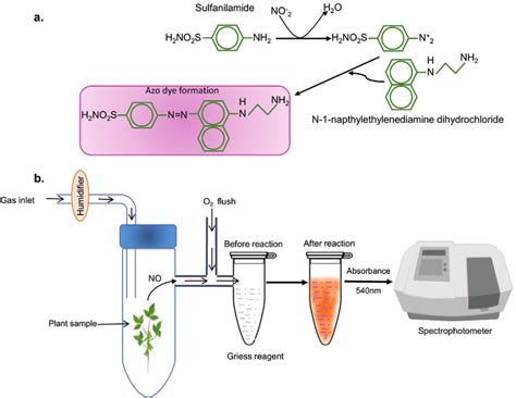 Detection Of Gaseous Nitric Oxide In Plants Through The Griess Assay