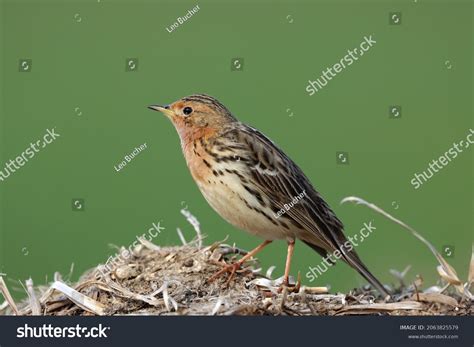 Anthus Cervinus Stock Photos Images Photography Shutterstock