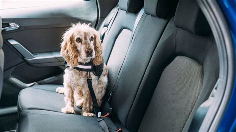 The Top 10 Best Cars For Dogs And Dog Owners Carwow