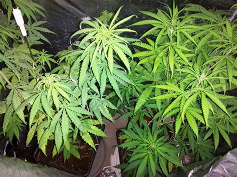 Deficiency And Excess Of Calcium In Cannabis Plants Alchimia Blog