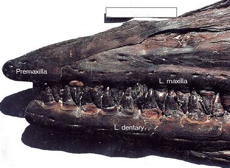 Distinguishing Characteristics Of Tylosaurus Proriger And T Nepaeolicus