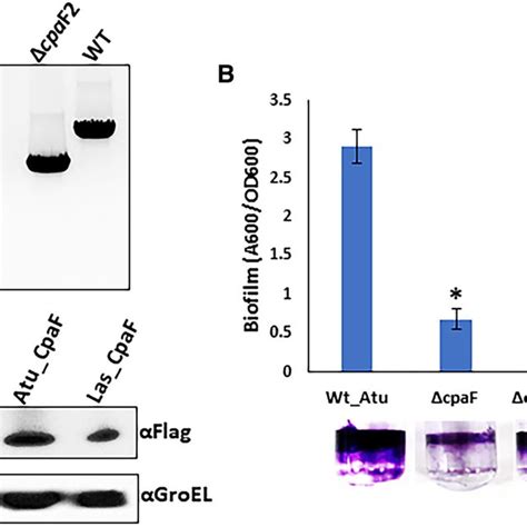 Type IVc Tight Adherence Tad Pilus Encoding Gene Cluster In